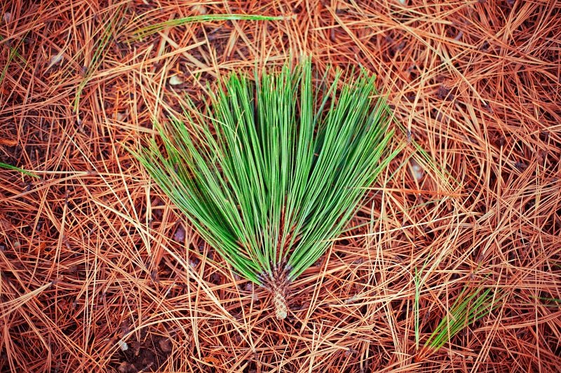 Turning pine needles from fire risk to renewable fuel
