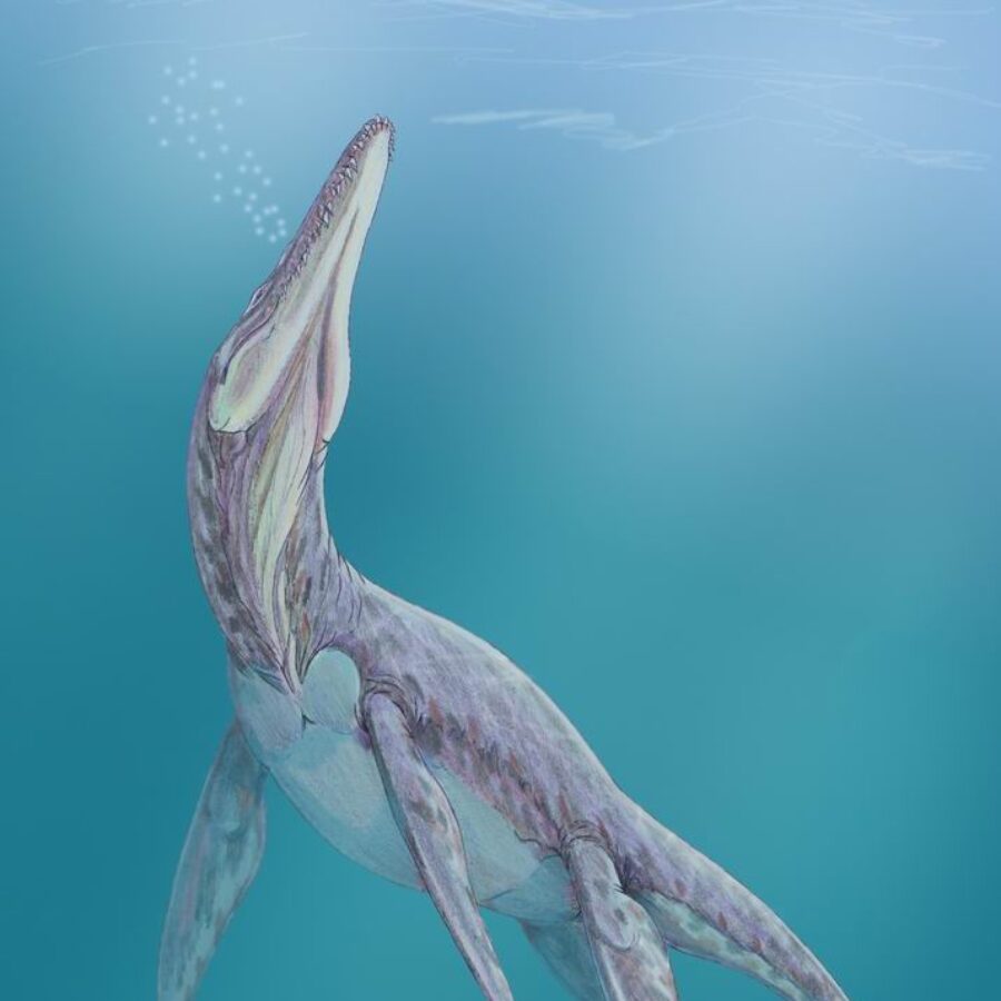 Jurassic fossils reveal Texas' ancient marine reptile