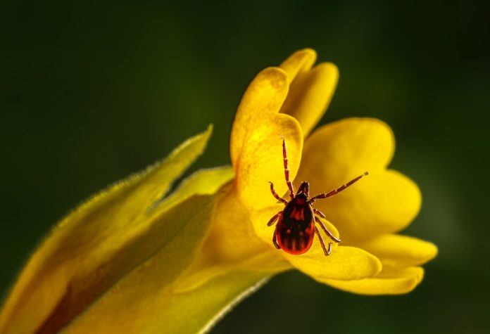 Scientists find potential new treatment for Lyme disease