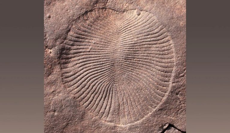 When Did The First Animals Appear On Earth when-did-the-first-animals-appear-on-earth