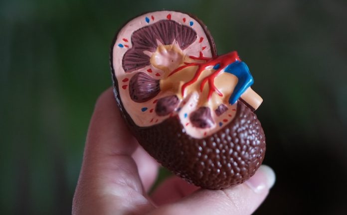 Breakthrough drug eculizumab offers hope for treating kidney disease