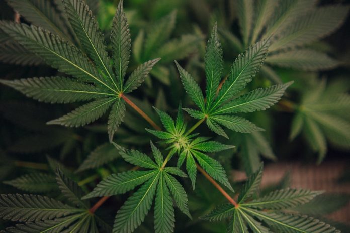 Many people wrongly believe marijuana smoke is safer than cigarette smoke