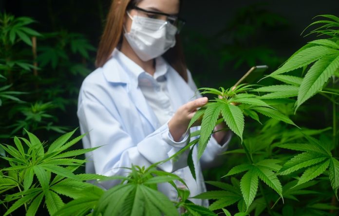Cannabis improves quality of life in people with chronic health issues
