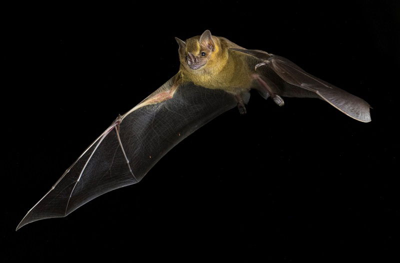 Why bats rarely get cancer and what we can learn from them