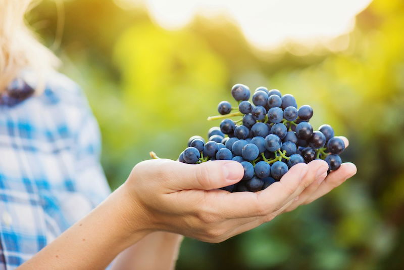 Grapes boost gut health and lower cholesterol