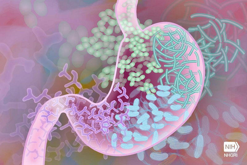 Gut Bacteria Play A Big Role In Common Bone Disease