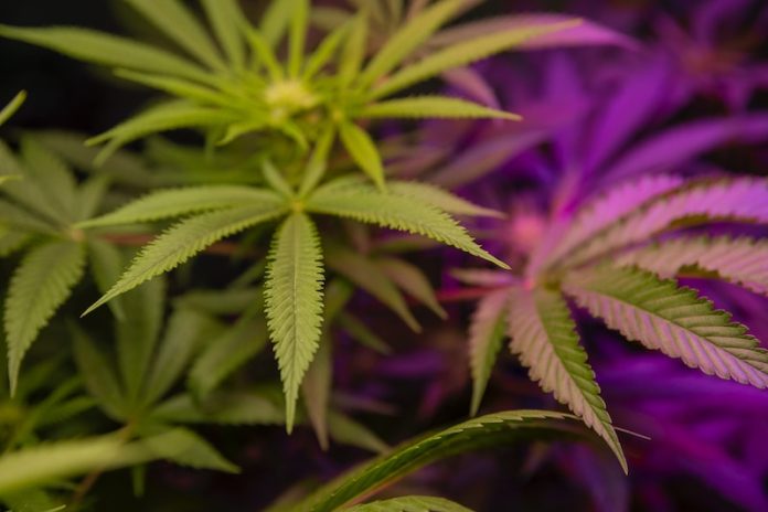 Scientists find why cannabis can cause addiction