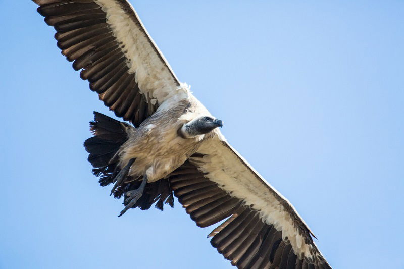 Haast's eagle: Extinct New Zealand bird was part-eagle part-vulture