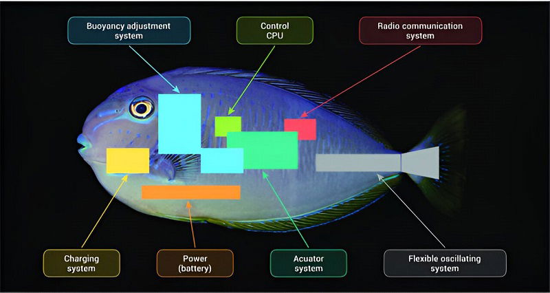 Scientists draw inspiration from fish to design advanced deep-sea ...