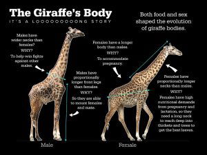 Giraffes' long necks evolved for food, not fighting, new study finds