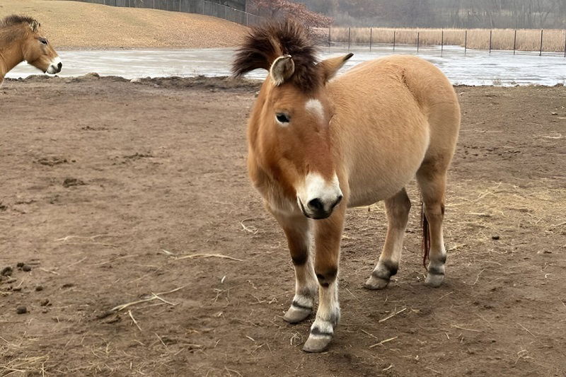 Scientists map the genome of the last wild horse species