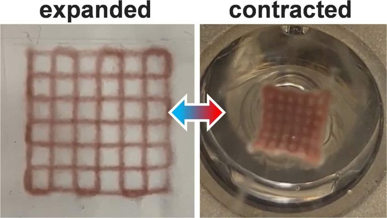 New 3D Printing Method Creates Light-responsive Hydrogels