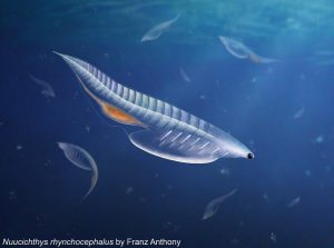 Scientists discover a new species of chordate from Cambrian period