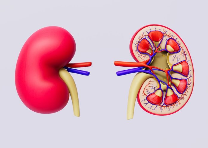 0-Kidney markers could help doctors prevent heart failure
