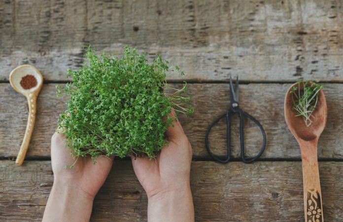 0-Watercress compound may reverse kidney damage in diabetes