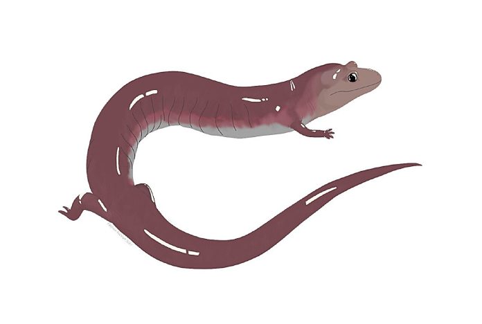 16-inch salamander once ruled Appalachia, New fossil reveals
