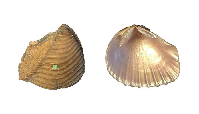 Ancient asteroid extinction may help save today’s shellfish