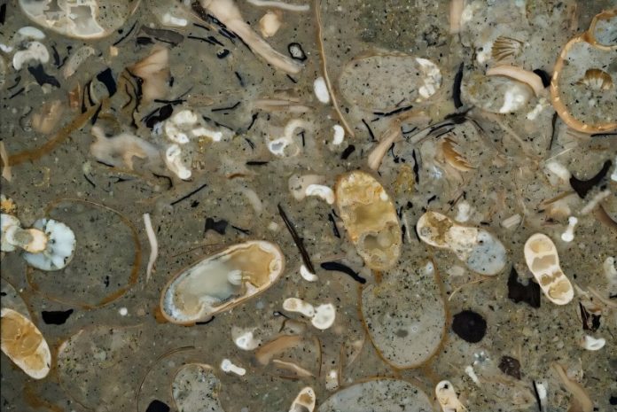Ancient squids ruled the seas long before the dinosaurs died out