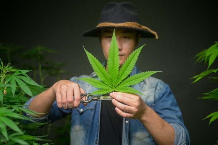 Cannabis use tied to higher risk of heart disease and stroke