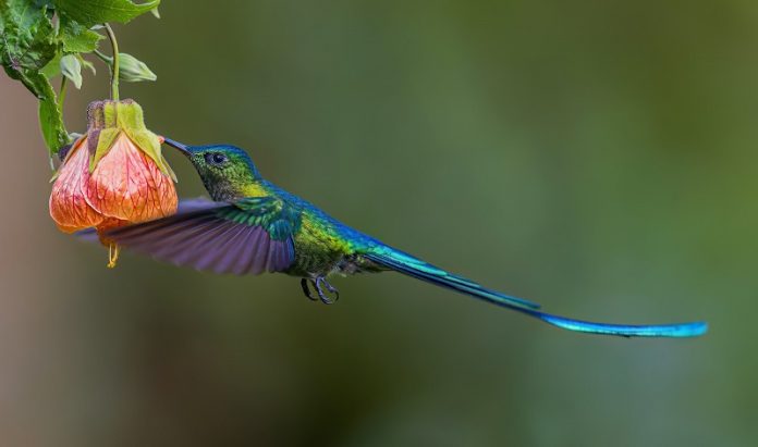 Drunk in flight Some birds may be sipping alcohol daily
