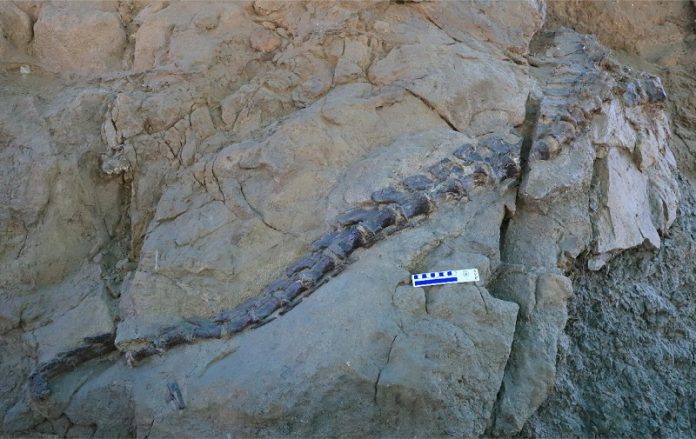 New dinosaur discovery in China reveals rare long-necked species