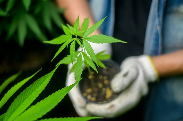 Scientists decode cannabis DNA, uncovering hidden superpowers