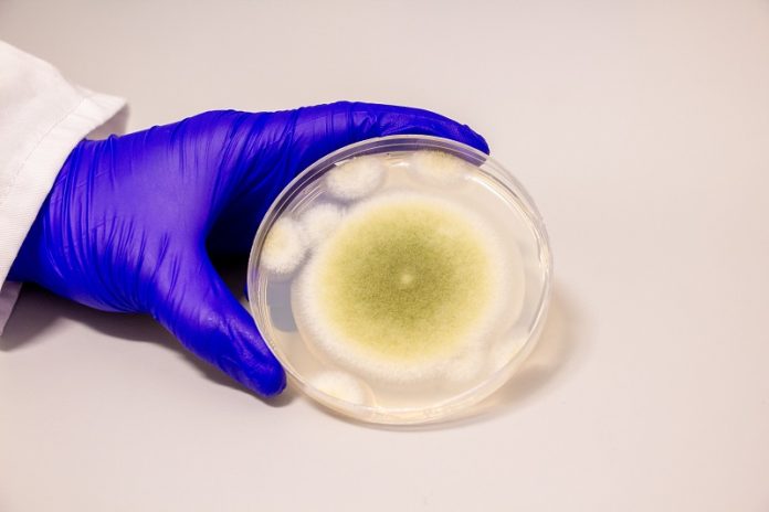 Scientists turn toxic tomb fungus into life-saving drug