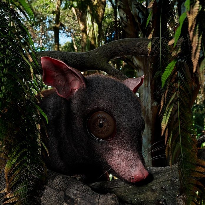 Texas-sized possum from 60 million years ago sheds light on ancient life