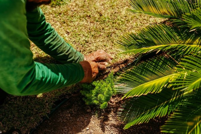 0-Palm_Oil_Cancer_Spread_Study