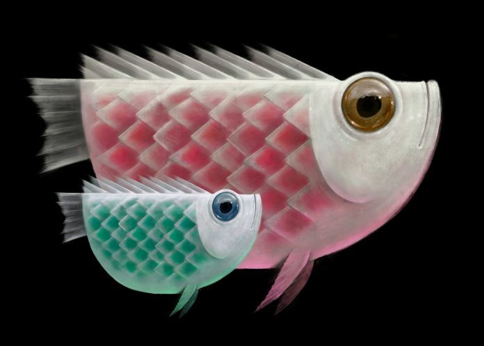 AI helps design underwater gliders that swim like fish