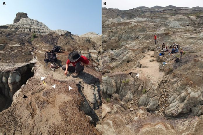 Ancient dinosaur footprints reveal surprising herding behavior