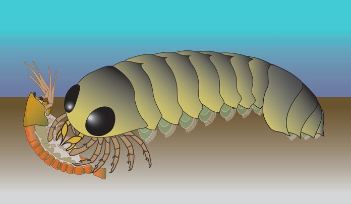 Ancient fossil reveals spiders may have come from the sea