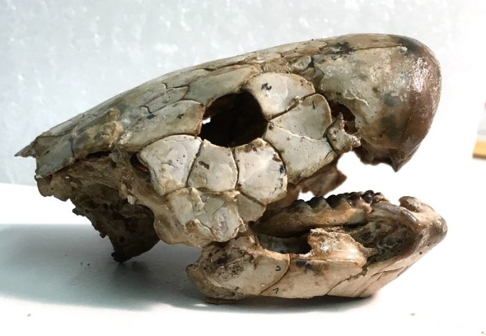 Ancient lungfish jaws reveal the eating habits of Earth’s first land animals