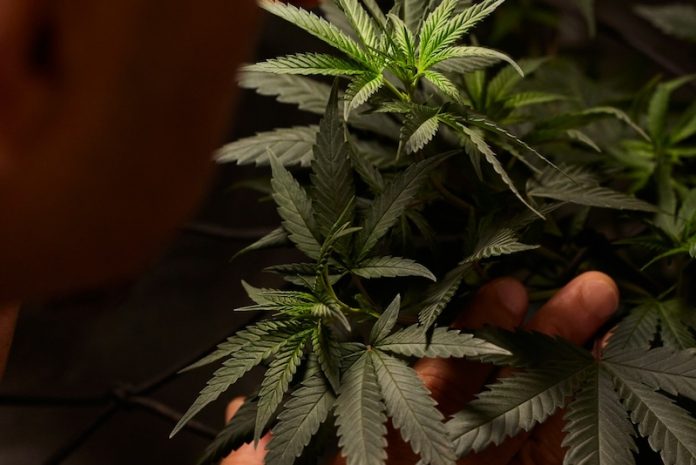 Cannabis_Psychedelics_Eating_Disorders_Knowridge