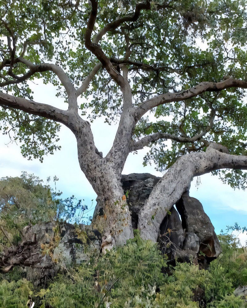 Fig Trees Could Turn CO Into Stone Study Finds Fig Trees Could Turn CO2 Into Stone Study Finds