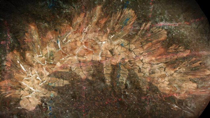 Fossil misjudged for 150 years is actually a game-changing find