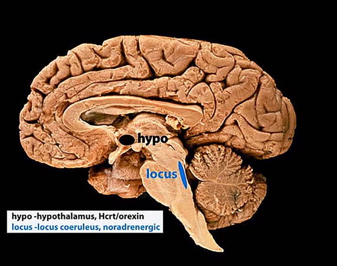How a tiny part of the brain helps us break life into memories