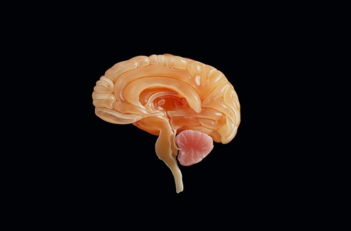 How the brain