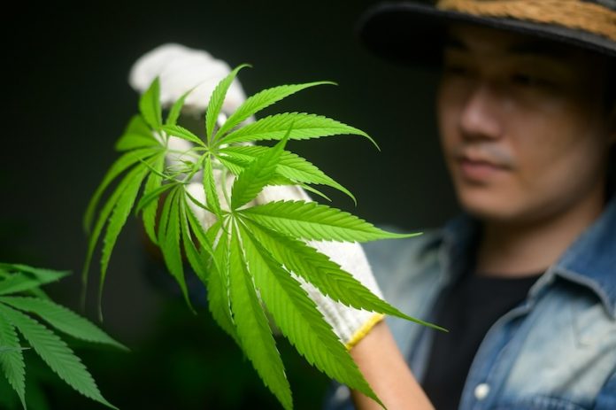 Marijuana_Heart_Risk_Study
