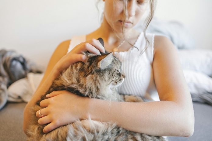 Pets get hay fever too How to spot it and manage it