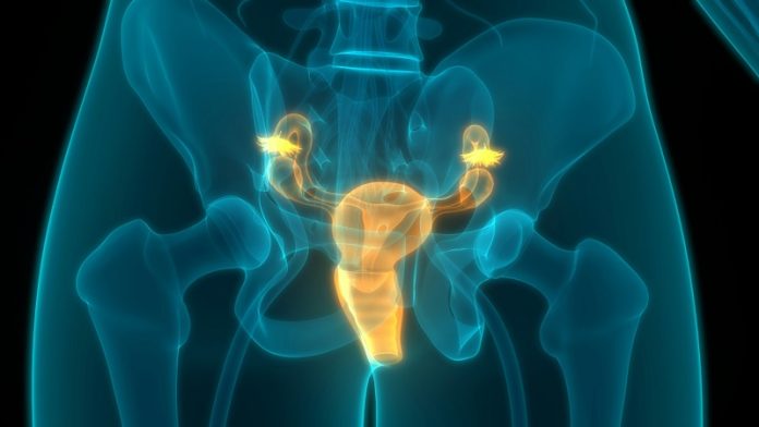 Plant compound shows promise in slowing cervical cancer growth