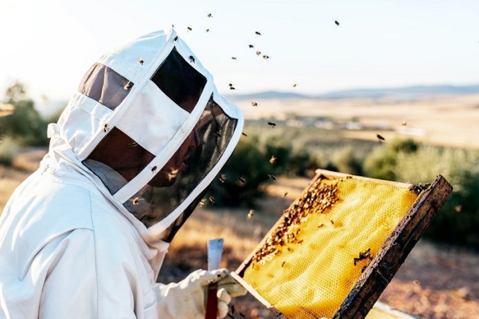 Rocket powered by beeswax Students prove it’s possible