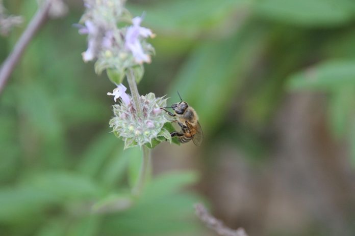 Scientists warn honey bees are harming native pollinators in California