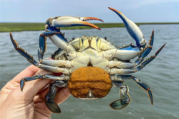 Tiny parasitic worm could help save Chesapeake bay’s blue crabs