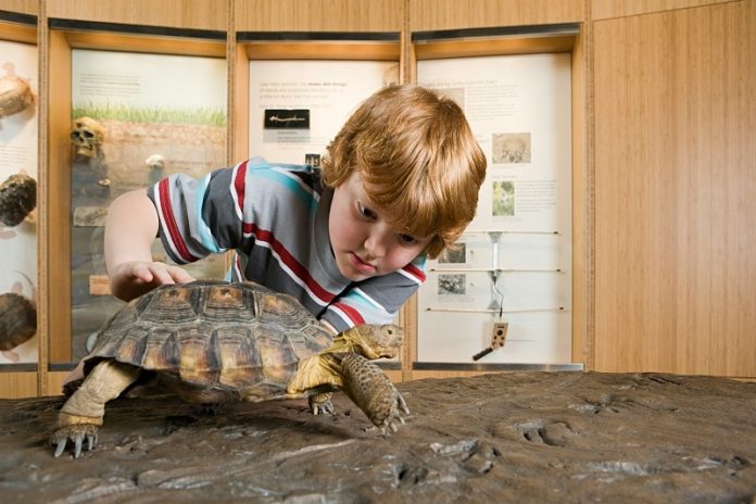 Tortoises can feel moods like we do, scientists discover