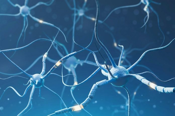 Type2_Diabetes_Brain_Changes