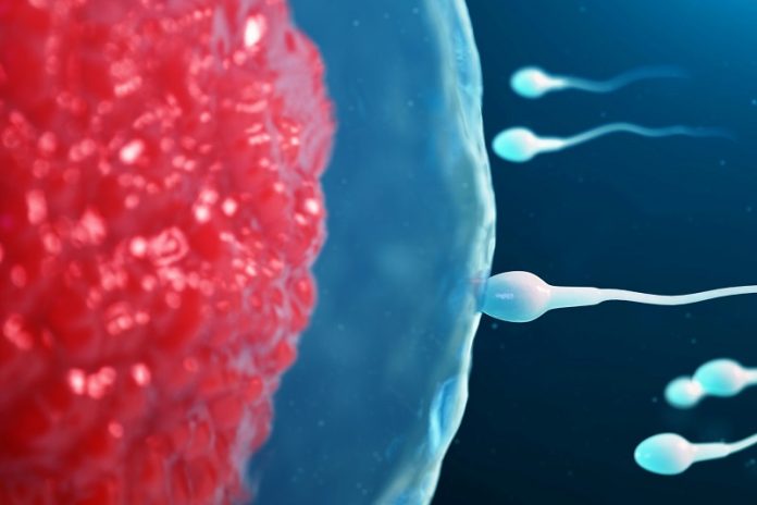 What's the difference between sperm and semen
