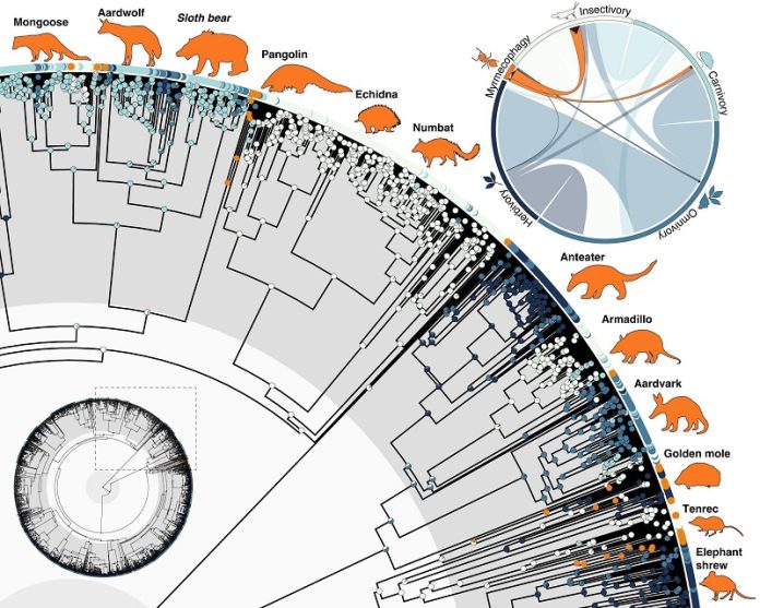 Why so many mammals became ant-eaters after the dinosaurs disappeared