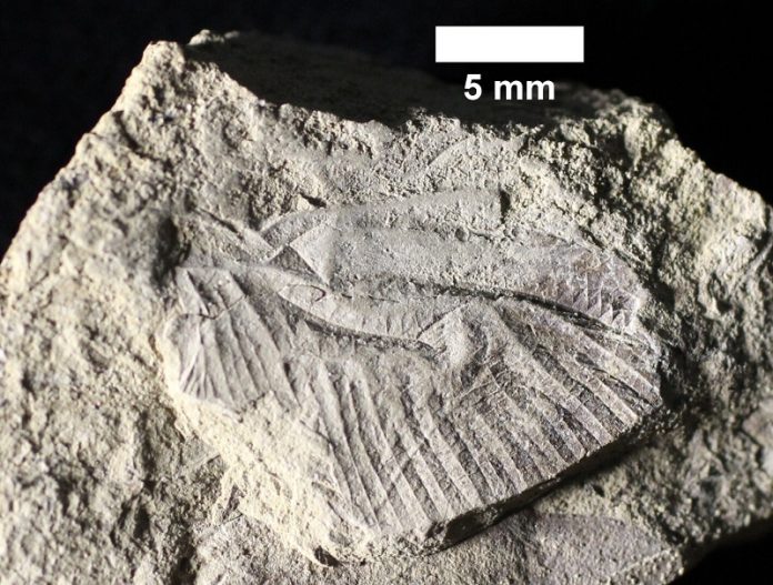 75-million-year-old dragonfly fossil fills evolutionary gap in Canada