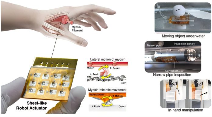 Paper-thin muscle-inspired robot can squeeze through tight spaces